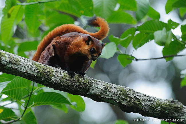 The red giant flying squirrel is the perfect name for this animal