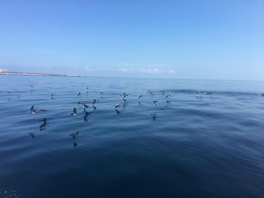 Blue-footed boobies and other marine birds in Marietas Islands.