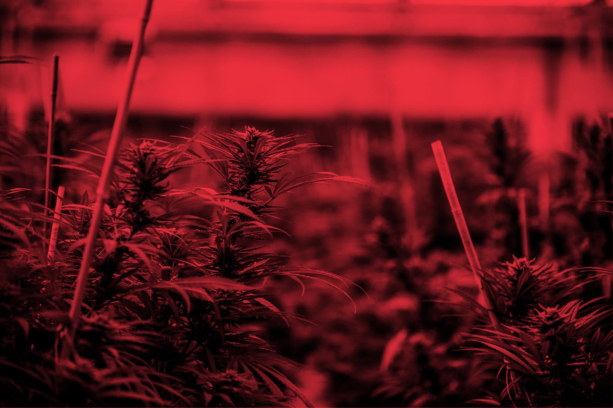Strawberry Fields Recreational Marijuana