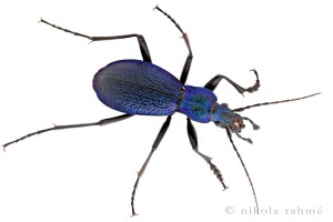 Carabus intricatus