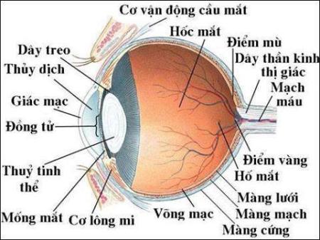 cấu tạo của mắt