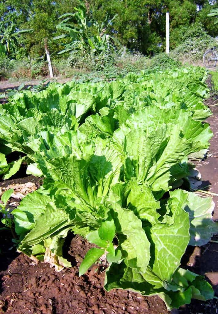 mustard leaf vietnam