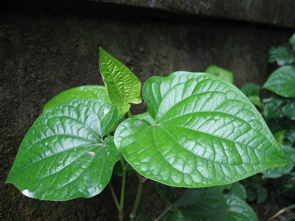 Lá lốt vietnamese herbs
