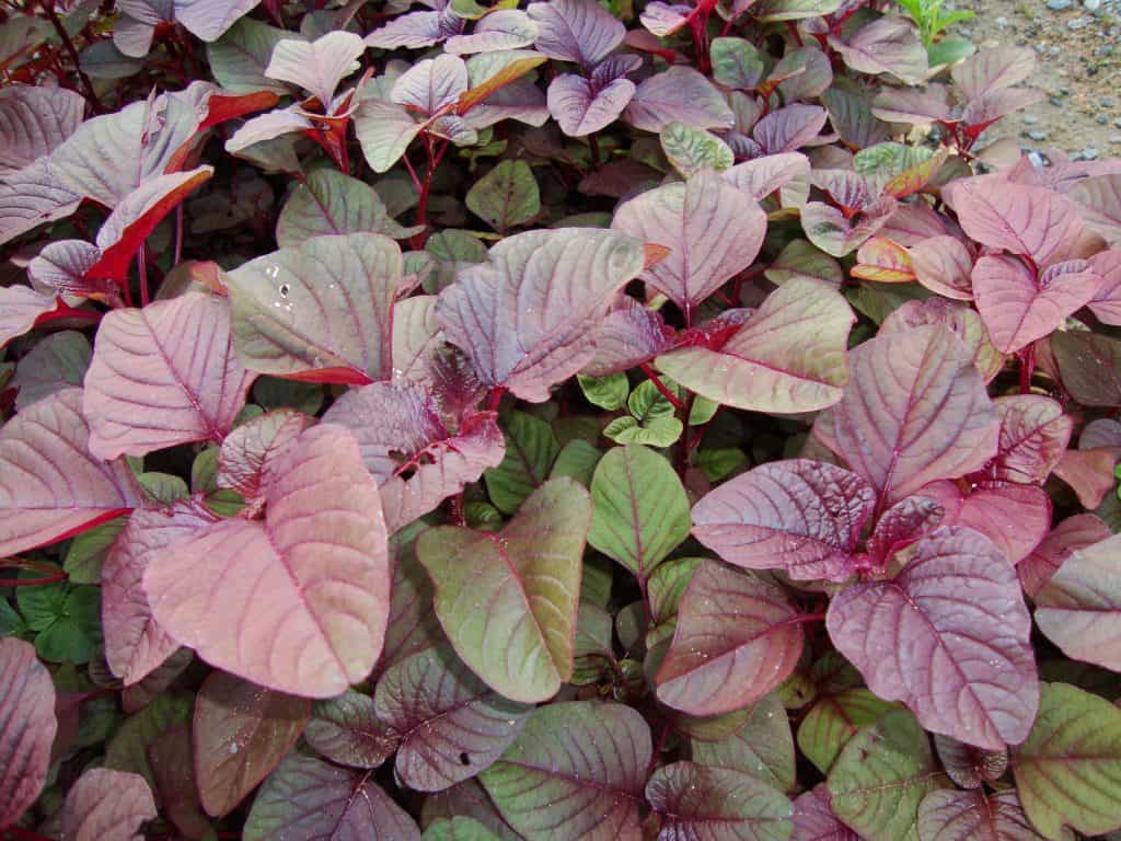 amaranth