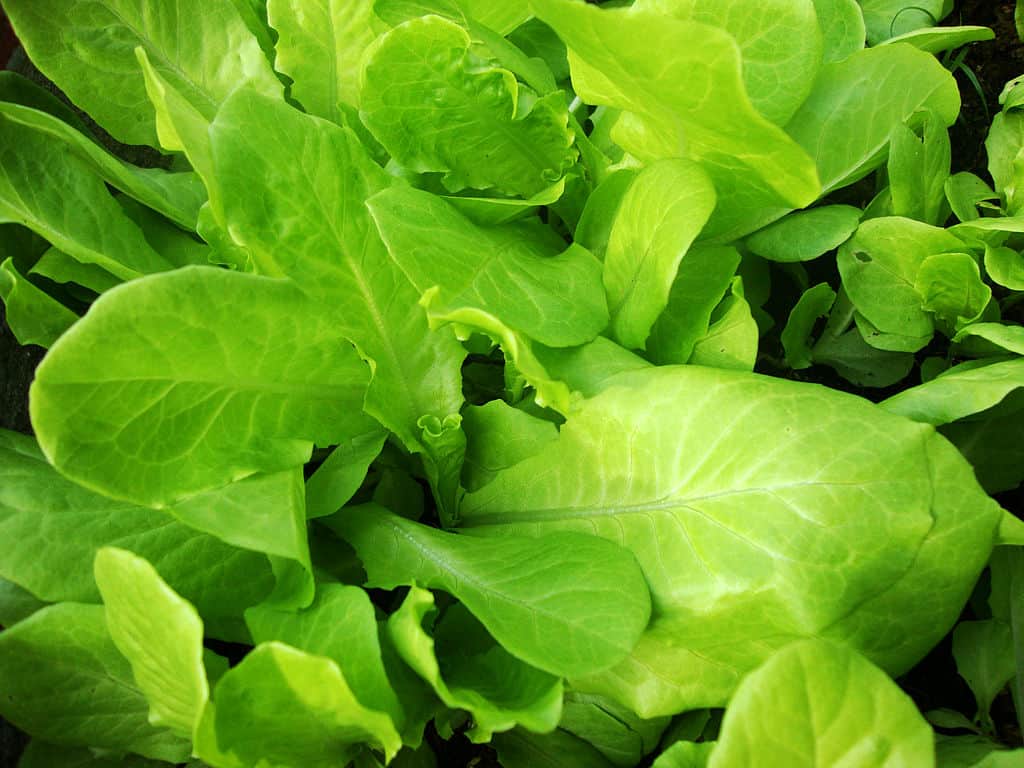 Xà Lách vietnamese lettuce