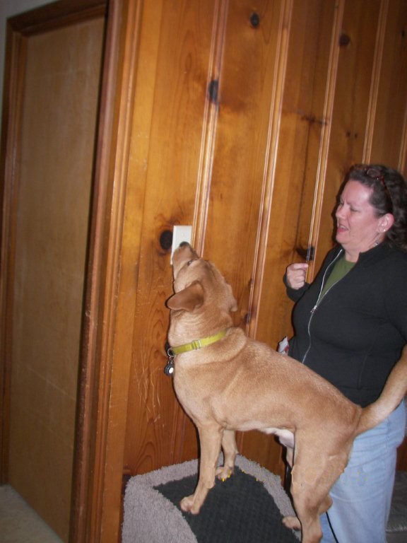 The service dog, Chester, targeting a light switch