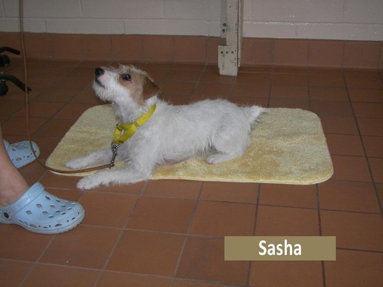 An expectant dog lying on a mat, waiting for a cue from its owner