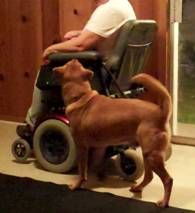 The service dog, Chester, walking beside his owner in their wheelchair