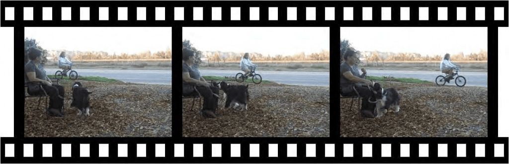 A reactive dog being taught with the "Look At That!" technique