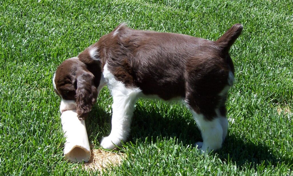 A puppy exhibiting resource guarding