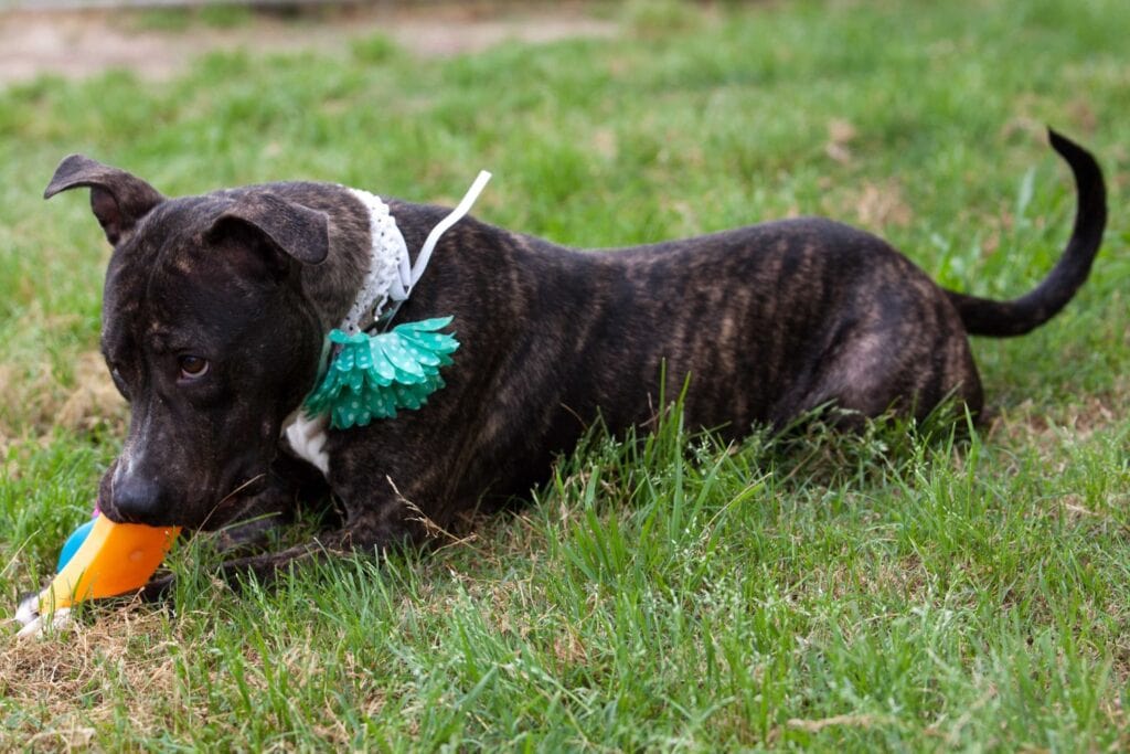 A fully grown dog exhibiting resource guarding