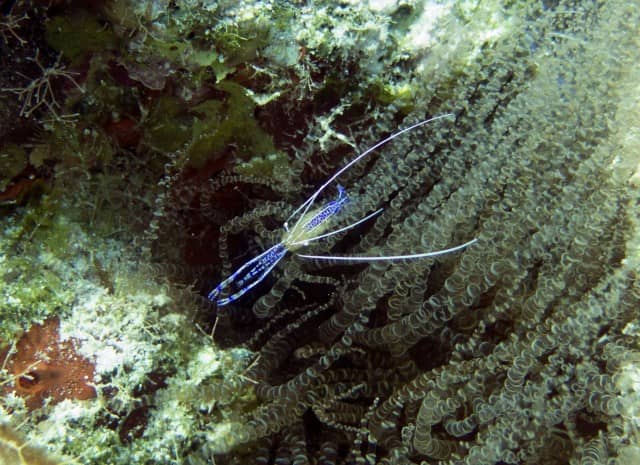 cool critters, cool critters under the sea, fascinating cool critters, thailand's andaman sea, shrimp