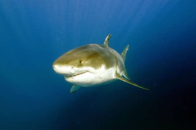 great white shark diving, great white shark, diving, guadalupe