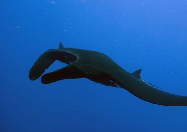 worldmantaday, #worldmantaday, world manta day, mantas