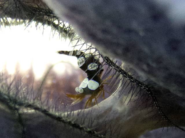 cool critters, cool critters under the sea, fascinating cool critters, thailand's andaman sea, shrimp
