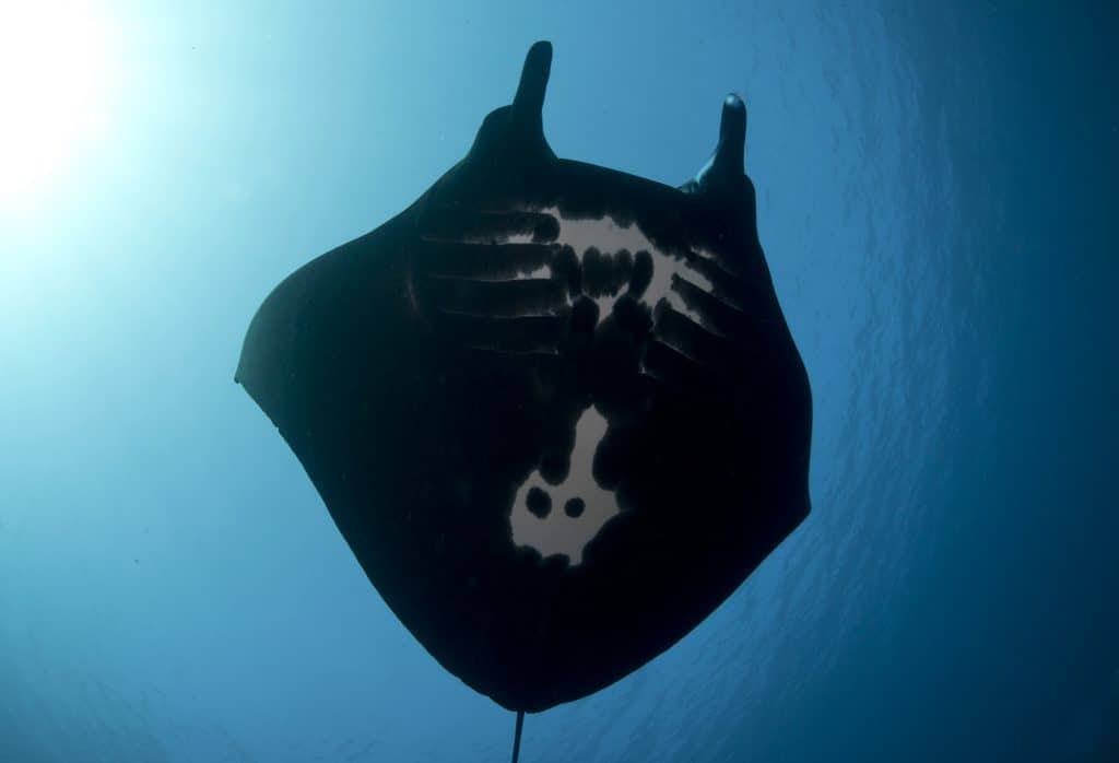 Ray of Hope, Manta Rays, Komodo, Arenui