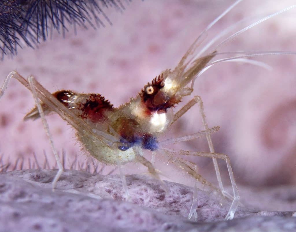 cool critters, cool critters under the sea, fascinating cool critters, thailand's andaman sea, shrimp