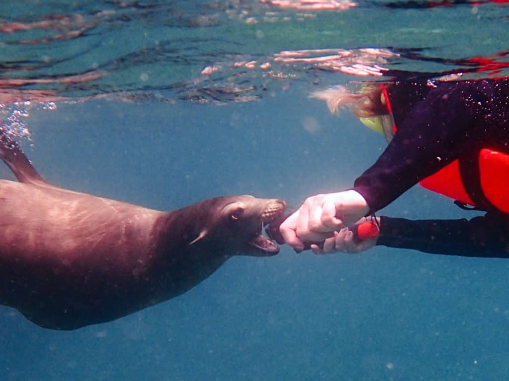 isla espiritu santo, los islotes, sea lions in La Paz, snorkeling in cabo