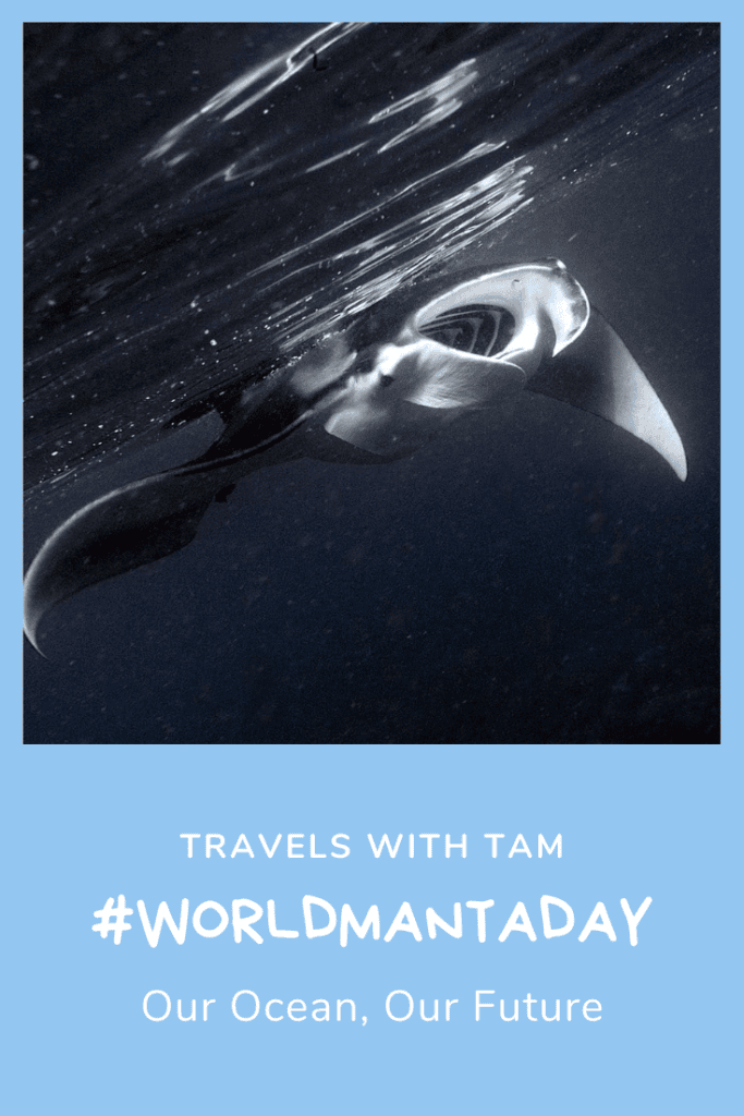 worldmantaday, #worldmantaday, world manta day, mantas