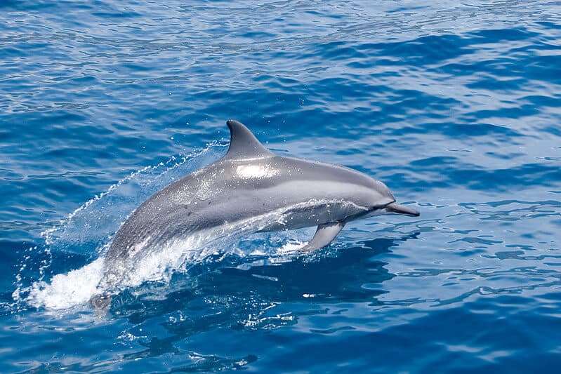 Scotland’s most fascinating and magnificent wild animal?
