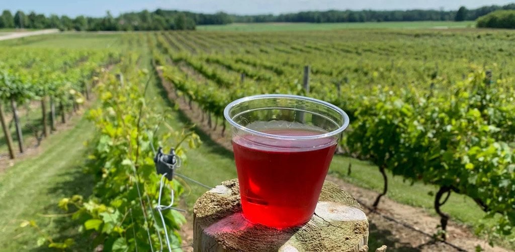 plastic glass of red wine sits on fence post that holds up wine grape vines. Vineyards slope down behind on the Wisc Way pilgrimage route