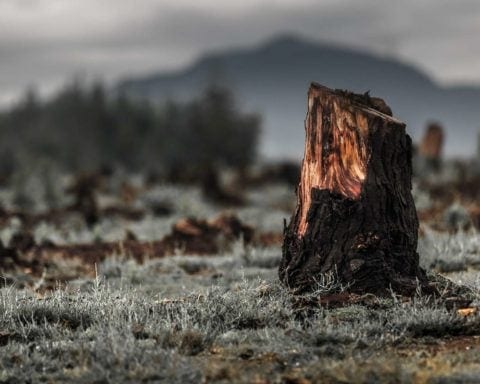 Déforestation