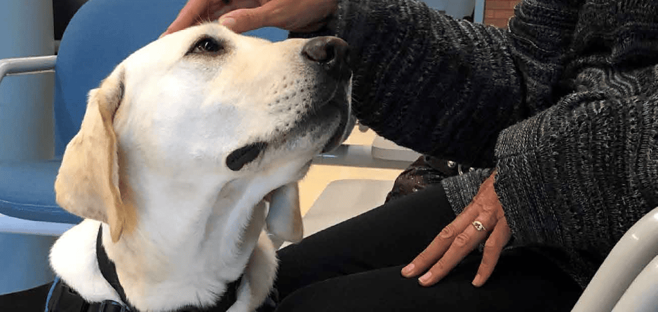 Chewie our Therapy Dog