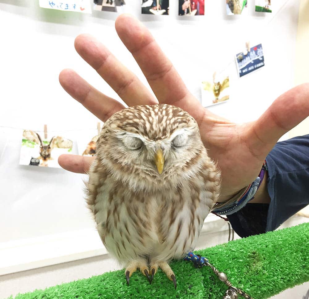 Owl Cafe Tokyo 9 mini spotted owl at Owl Cafe Tokyo