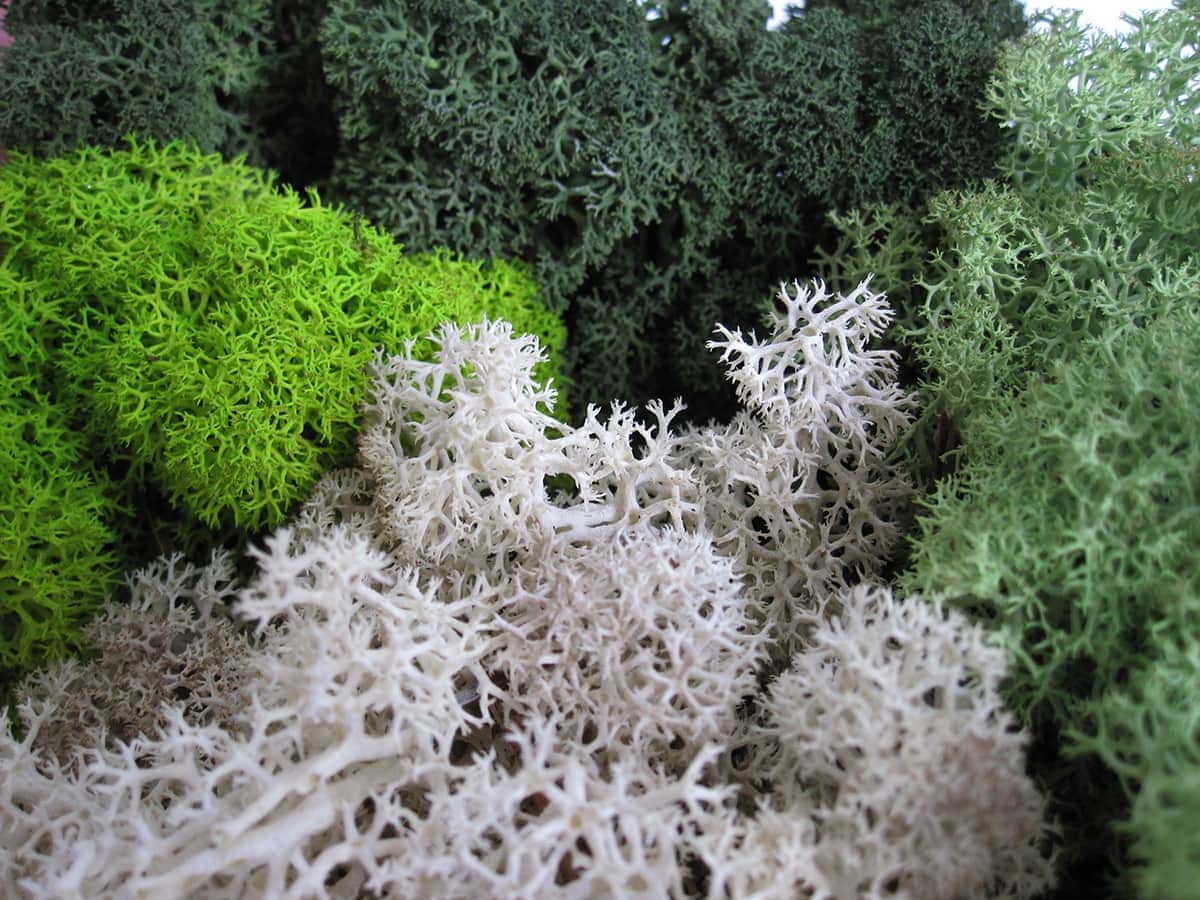 lichen utilisé pour des rendus de végétation sur maquette