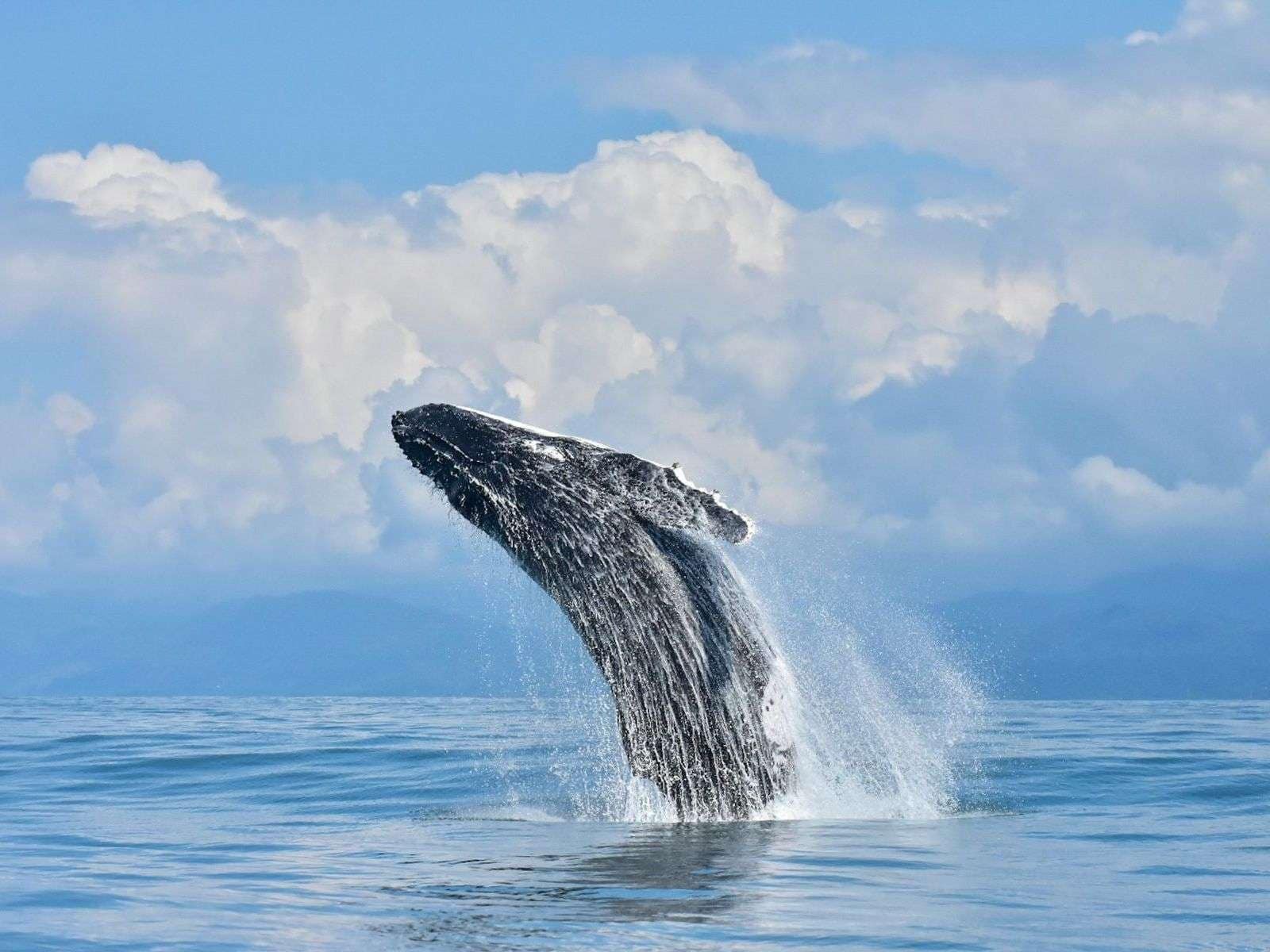 ballena tour costa rica