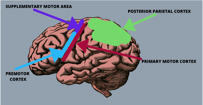 Debra Battistella- mirror therapy- labeled brain Debra Battistella- mirror therapy- labeled brain