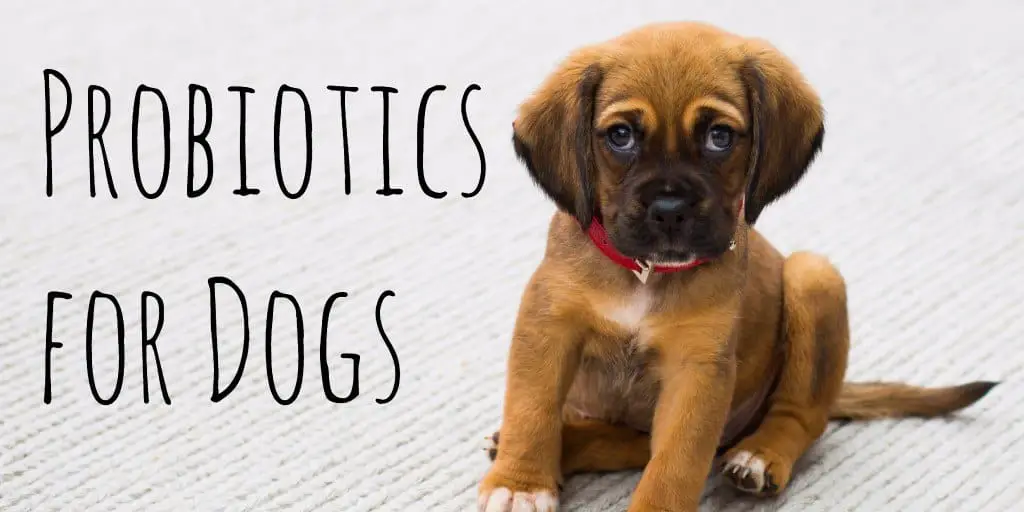 Probiotics for dogs Probiotics for dogs