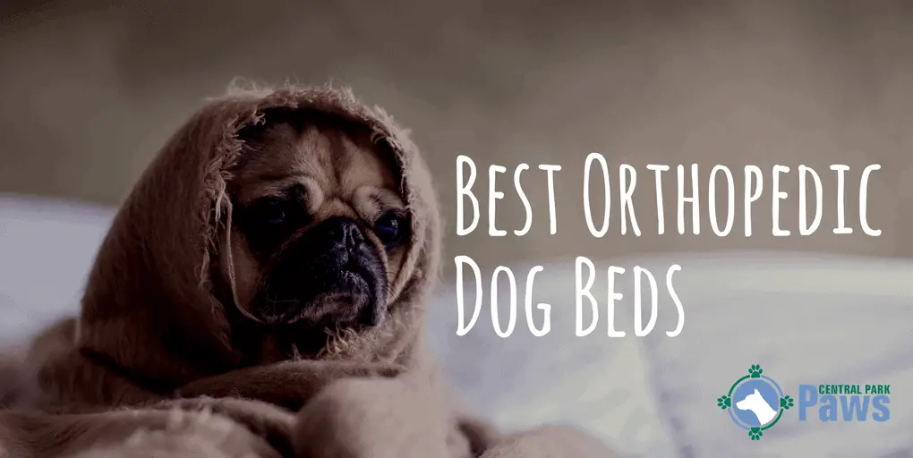 Best Orthopedic Dog Beds Best Orthopedic Dog Beds