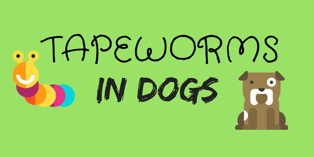 How to get rid of tapeworms in dogs How to get rid of tapeworms in dogs