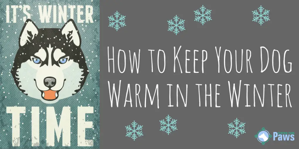 How to Keep Your Dog Warm in the Winter How to Keep Your Dog Warm in the Winter