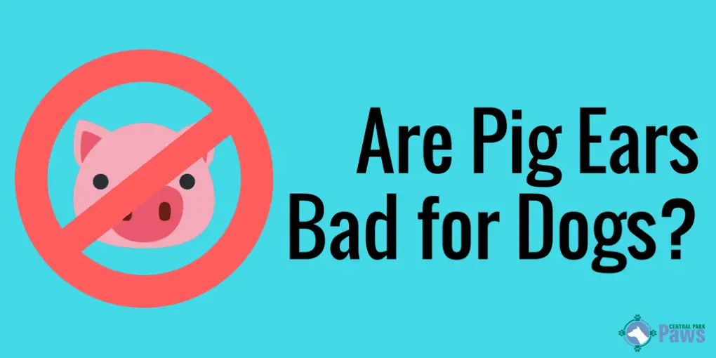 Are Pig Ears Bad for Dogs? Are Pig Ears Bad for Dogs?