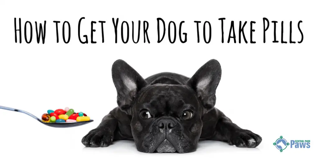 How to Get Your Dog to Take Pills How to Get Your Dog to Take Pills