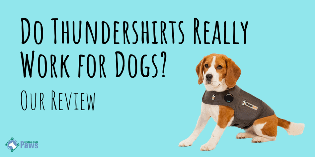 Thundershirt for Dogs Review Thundershirt for Dogs Review