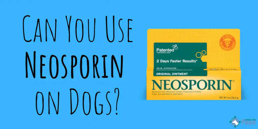 Can You Use Neosporin on Dogs_ Can You Use Neosporin on Dogs_