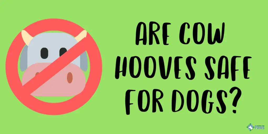 Are Cow Hooves Safe for Dogs Are Cow Hooves Safe for Dogs?
