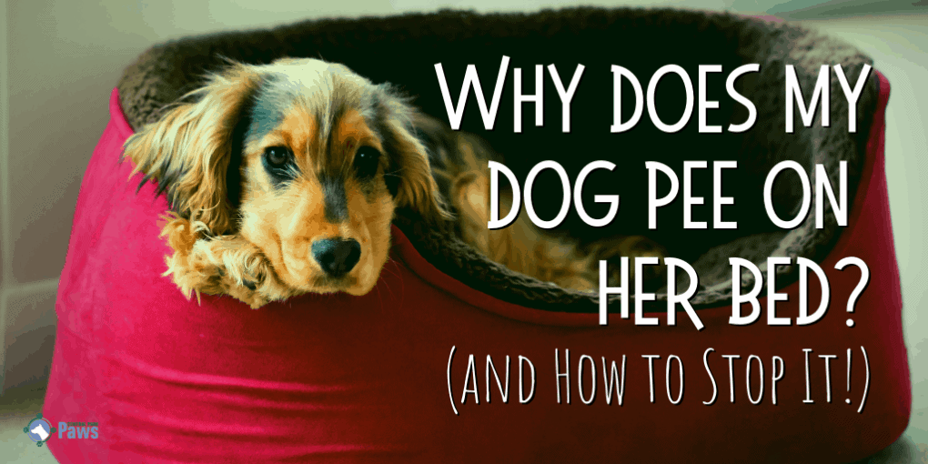 Why Does My Dog Pee on Her Bed and How to Stop It Why Does My Dog Pee on Her Bed and How to Stop It