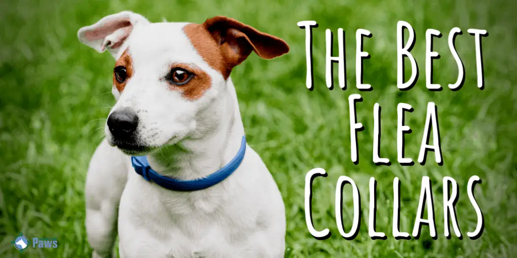 The Best Flea Collars for Dogs The Best Flea Collars for Dogs