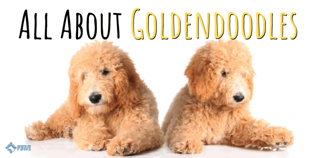 All About Goldendoodles All About Goldendoodles