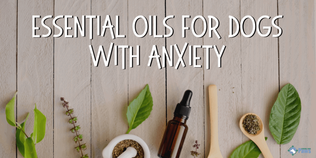 Calming Essential Oils for Dogs with Anxiety Calming Essential Oils for Dogs with Anxiety