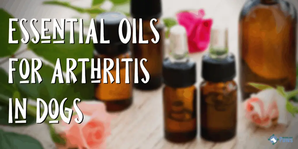 Essential Oils for Arthritis in Dogs Essential Oils for Arthritis in Dogs