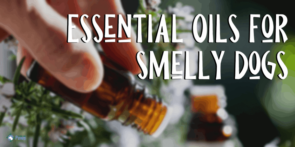 Essential Oils for Stinky Dogs that Smell Bad Essential Oils for Stinky Dogs that Smell Bad