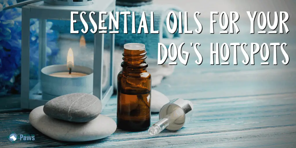 Essential Oils for Your Dog's Hotspots Essential Oils for Your Dog's Hotspots