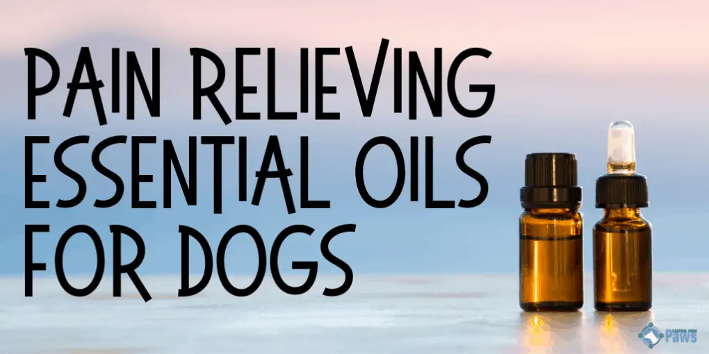 Pain Relieving Essential Oils for Dogs Pain Relieving Essential Oils for Dogs