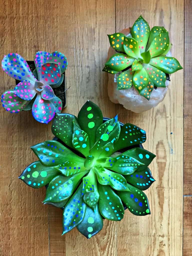 three succulents with dots of paint on them on a wood table