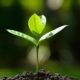 What it Takes to Build an Independent Firm Today for Maximum Value Tomorrow